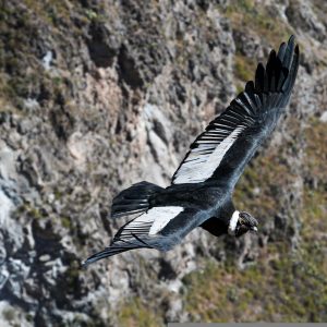 COLCA VIVENCIAL FULL DAY