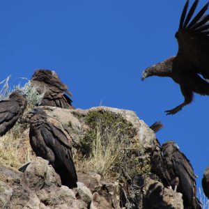 COLCA CONVENCIONAL FULL DAY